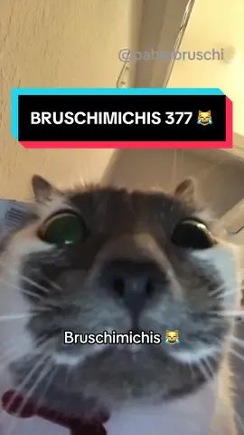 BRUSCHIMICHIS 377 🐈❤️😹 #comedia #humor #vira #fyp 