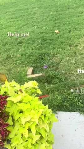 I need help with my tomatoes! What am I doing wrong? I planted them late in the season due to us moving but they are loaded with blooms but no fruit! #oklahomagardening #tiktokgarden #heirloomtomatoes #help #tomato 