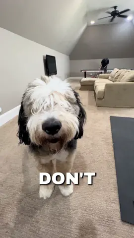 Sometimes, I worry about Syd #zoomies #squirrel #dogsoftiktok #spreadjoy #bernedoodle 