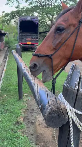 Horse getting high #horse #horses #horsesoftiktok #high #wood 
