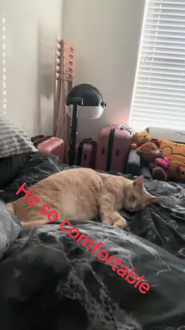 Just to comfortable. ##fyp##ollie##laying##sleeping