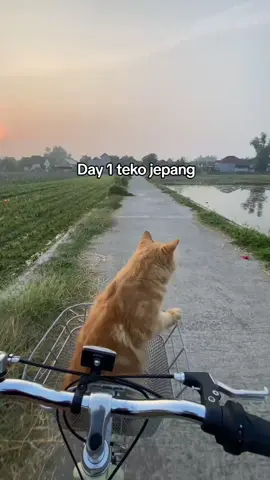 Koe podo ningdi cah?? #jepang🇯🇵 #spekblayer #jepangindonesia🇯🇵🇲🇨 #japan 