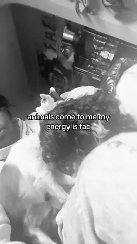 Animals come to me my energy is top tier 