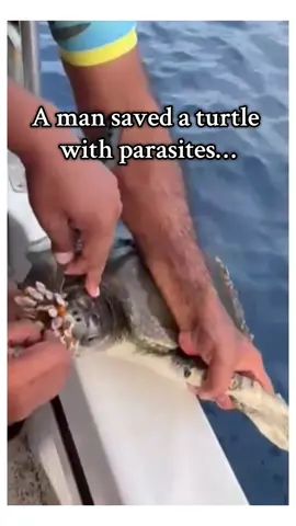 Dolphins knew something was up❤️ #wholesome #animals 