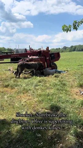 On today’s edition of what broke on the farm… Olive is supporting her dad with kisses while he fixes the discbine #olivetheminidonkey #fyp #farmlife #minidonkey #farmer 