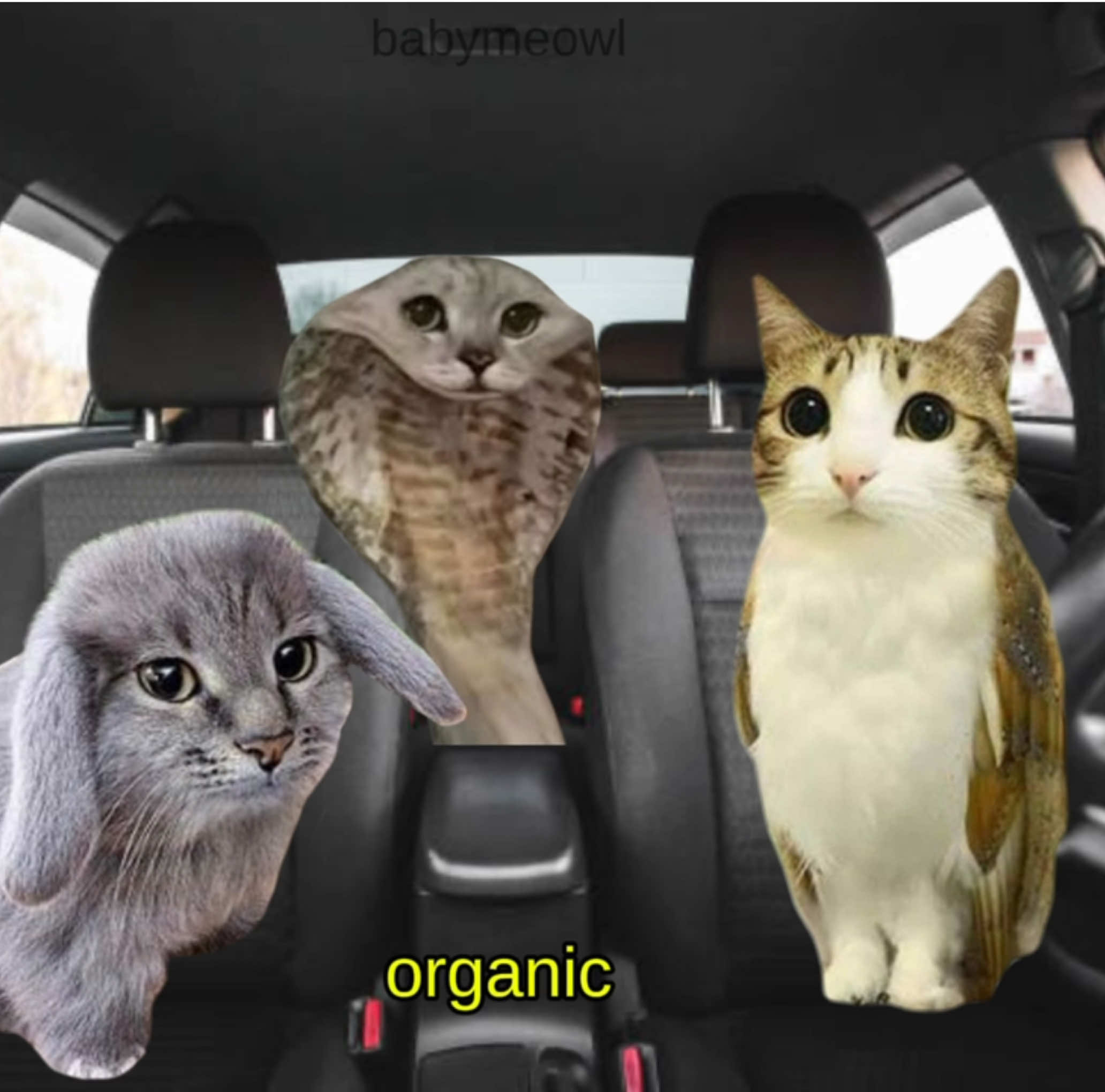 #meowl #cabbit #fyp #xyzcba #cat 