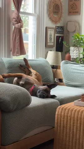 #fypシ #fyp #viral #trending 