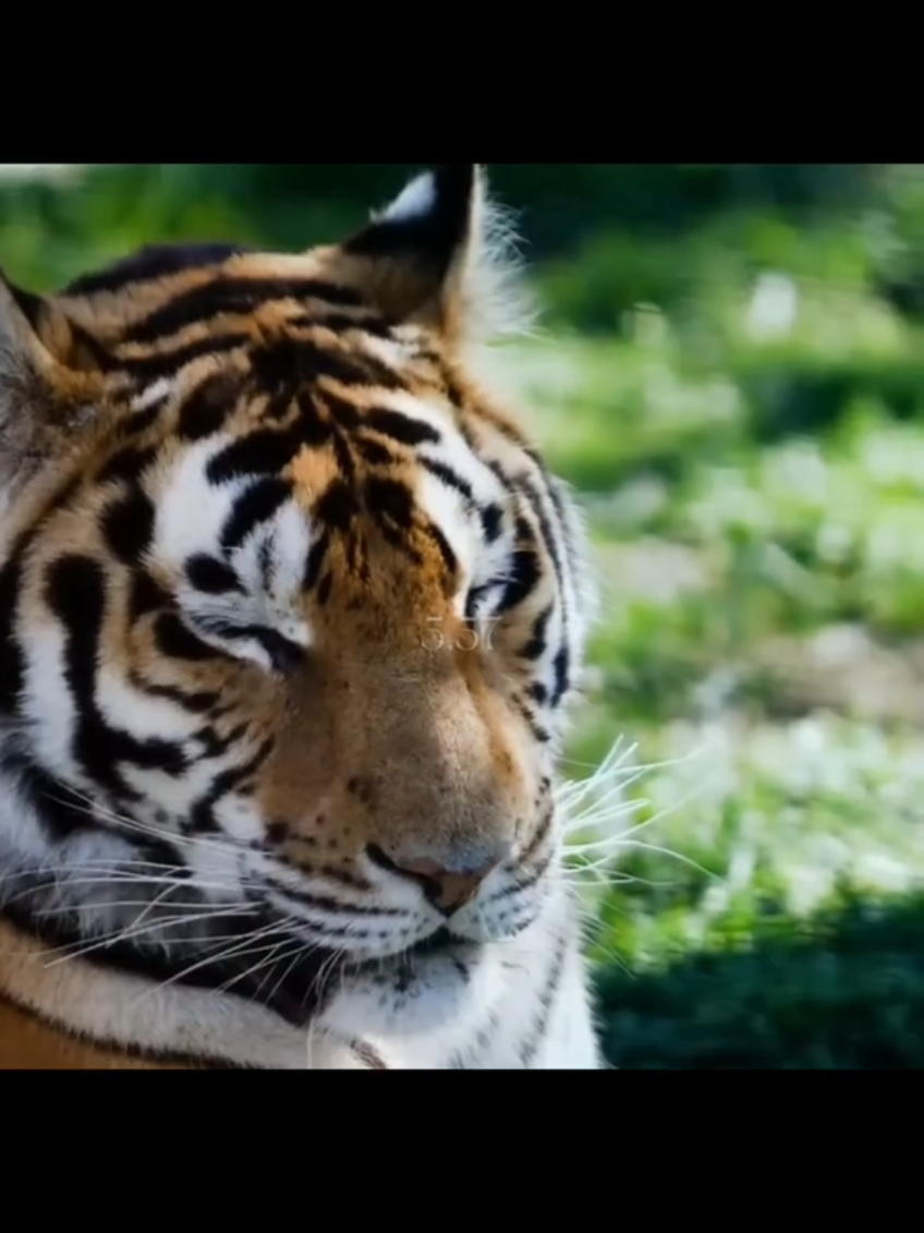 I have an infinity for tigers, it devastates me to know WE as humans are killing their home. ( i dont support pogo) #tigers #endangeredspecies #endangered #globalwarming #animalprotection 