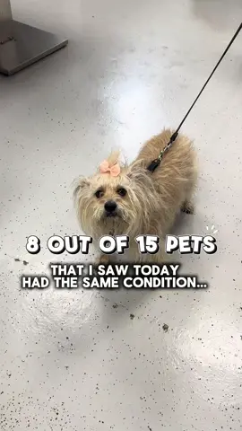 Ear infections are one of the most common reasons dogs come to the vet and they’re usually more complicated than just being “dirty ears”.  Here’s what every pet parent should know: Top causes of ear infections: • Allergies (food or environmental) • Moisture after swimming/bathing • Excess wax or debris • Floppy or narrow ear canals • Parasites like ear mites (esp. cats & puppies) • Less commonly: foreign bodies, hormonal disease, or tumors If your dog has a true infection They need a veterinary exam, proper diagnostics, and prescription medication to clear it. Once the infection is treated, the most important step is figuring out why it happened in the first place, whether that’s allergies, anatomy, or another underlying issue. Long-term management: • Keep ears dry after swimming or baths • Don’t over-clean — it can irritate the canal • Work with your vet to address allergies or other root causes • Bring your pet in early if you notice head shaking, odor, redness, or discharge The big takeaway: Ear infections are painful, and the longer they go untreated, the harder they are to resolve. Treat the infection first AND  focus on long-term prevention. 👉 Save this post for reference, and share it with another pet parent who needs to know! #vet #vetmed #veterinarian #vettech #vetcases #dogears #dogearinfection #doghealth #pethealth #vettips 