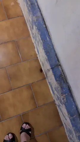 She tried to escape, but it wasn't this time... Ela tentou escapar, mas não foi dessa vez… Ella intentó escapar, pero esta vez no fue...