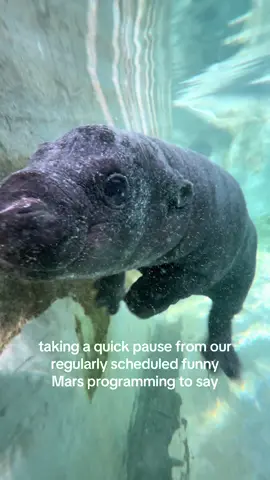 Thank you. 💚 #mars #babyhippo #hippobaby 