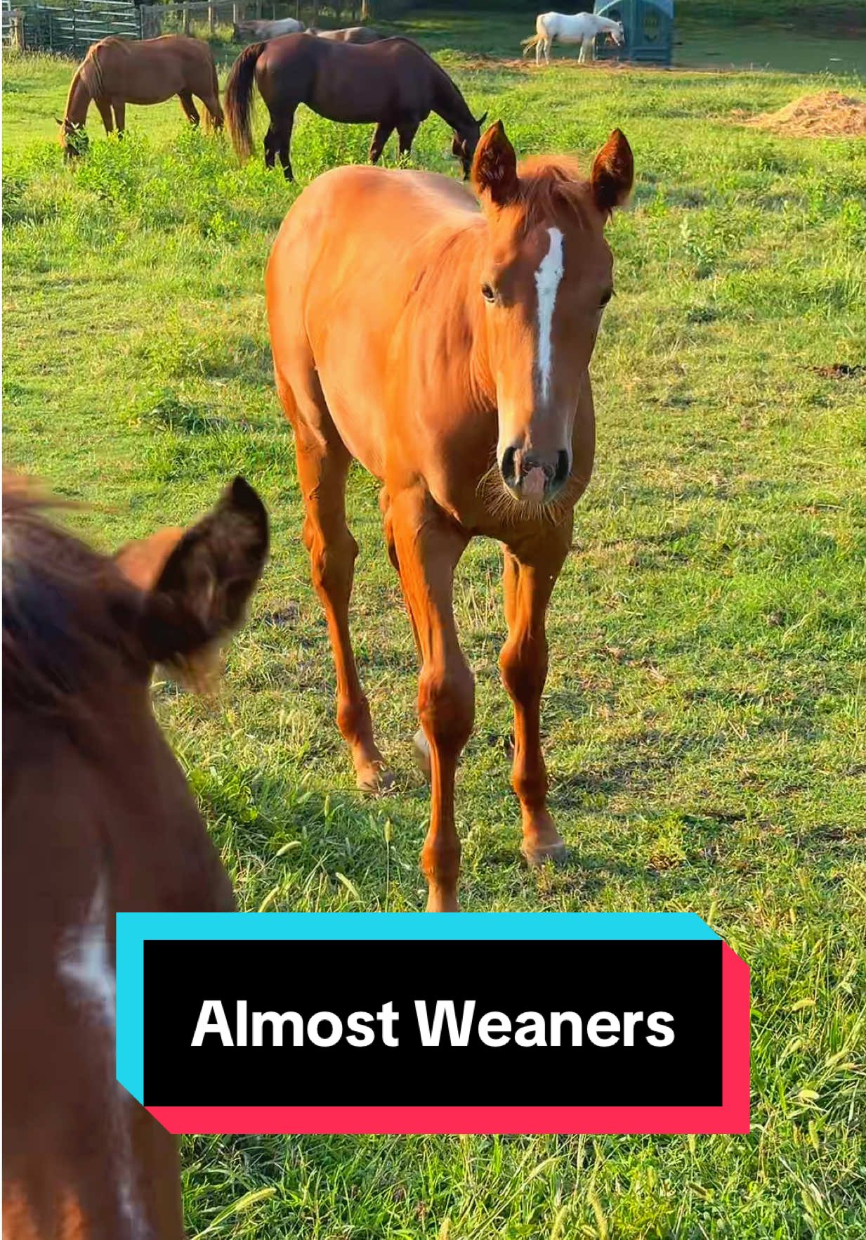 Not too long before weaning round 2!🐴❤️ #foalsoftiktok #foalsof2025 #babyhorses #weaning 