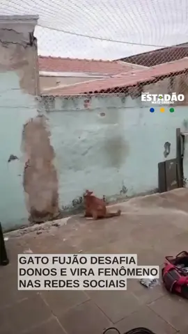 Uma família de Ribeirão Preto precisou instalar uma tela de proteção no quintal porque o seu gato simplesmente não parava de fugir. Durante a instalação, o felino deu um verdadeiro show de esperteza e teimosia: toda hora tentava escapar, mesmo com os donos tentando acalmá-lo. O vídeo mostra o bichano impaciente e determinado, enquanto os tutores explicam o motivo da tela e tentam controlar o “fugitivo profissional”. A cena viralizou e arrancou risadas dos internautas, que se identificaram com a situação. #viral #gato #ribeirãoPreto #pets #fugitivo  