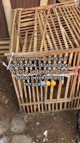 🤫🤫 #ayambangkok #ayamimport #ayambangkoksuper #ayampakoy #ayammangon #fyppppppppppppppppppppppp #peternakayamindonesia #pakoysuperlock #peternakmuda #ayam #katakata 