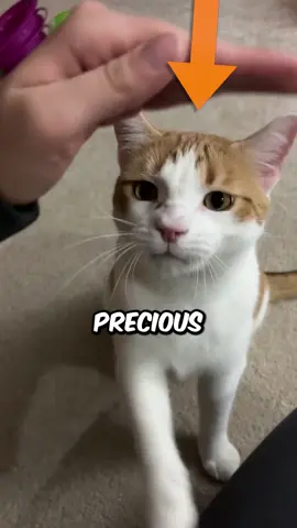 The Correct Way to Pet a Cat!! 🐾💖 Most people pet cats the wrong way 😼 Cats aren’t dogs—they need calmness, respect, and the right touch. Let them make the first move, stick to safe zones like the chin, cheeks, and ears, and always watch for warning signs. Earn their trust and you’ll unlock the sweetest cuddles 🐾💖 #CatTips #CatLovers #FelineFacts #CatsOfTikTok #CatCare #PettingCats #CatParent #meowmagic 