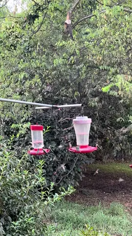I think it’s safe to say the fall migration has started!! About 7 more weeks until most have flown to Central America.  #hummingbird #hummingbirdmigration2025 #hummingbirds #bird