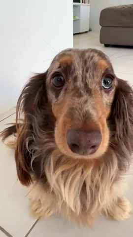 No snitches in this house #dachshund #dachshunds #longhaireddachshund #dappledachshund #dachshundpuppy 