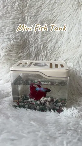 New LED  Square Creative Fish Tank  Mini Small and Medium sized  Home Aquarium Transparent Desktop Fish Tank ✅🤑 #viralvideo #aquarium #fish #fypage 