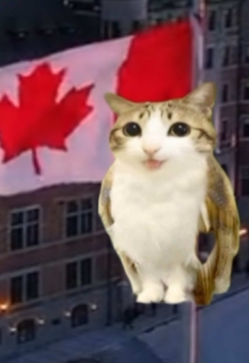 #meowlfacts #meowl #cat #scottpilgrim #canada 
