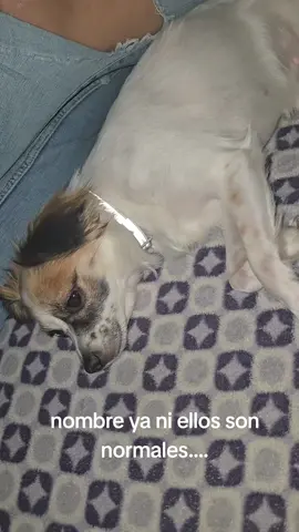 #pattylachula #viral #icelady #fyp #nova 