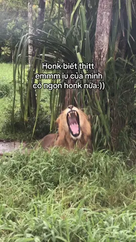 #VinWonders #GreenCreator #dulich #vinpearlsafariphuquoc #b136bam 