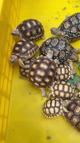 Ternakkan sendiri.. weekend tetap ada kiriman ya gaes😊 #sumberreptile #kuradarat #sulcata #kurakura #viralvideo 