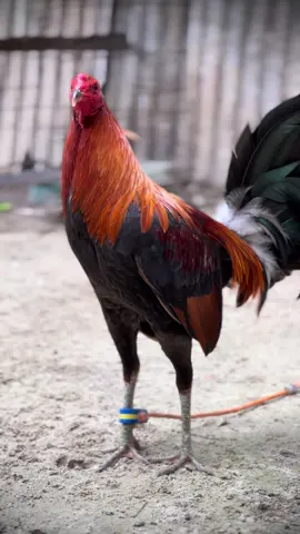 #fyppppppppppppppppppppppp #salamkakikiri🐓🐓 #fypシ 