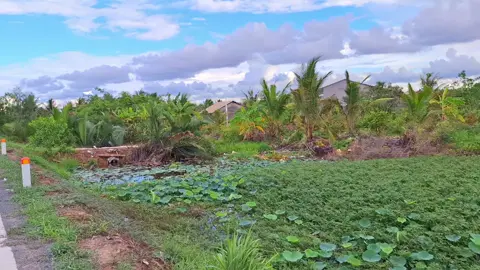 Trời xanh xanh gió mát quá nè..#chill #canhdep #binhyenquenha🏡 #travinh #bautroi 