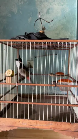 Hơn tháng nay trùm bổi kv Nam Trà My mà lấy đc có 3-4 con bổi, mà kb ae lấy bổi đâu ra bán nhiều thật😳😳#TràMy #quangnam92 #chaomaobaydautramy #chaomaohotdau #chaomaobaydau 