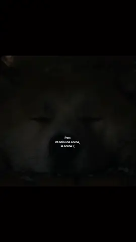 siempre a tu lado💔 #hachiko #ecenatriste #conmovedor #doloroso #lloraresdehumanos 