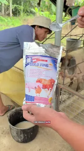 Gold King Multivitamins for animals, ito lang naman ang sekreto kong bakit ang lulusog ng mga pigs ko at ang bibigat🤩👌✨ #goldking #multivitamins #agriculture #animals #vitamins #livestock #piggerybusiness #piggery #pigs #foryou #fyp #trending 