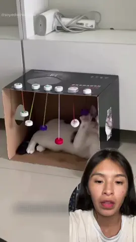 Juguete para gatitos #paratiiiiiiiiiiiiiiiiiiiiiiiiiiiiiii #tips #trucoscaseros #videoviral #tendecia 