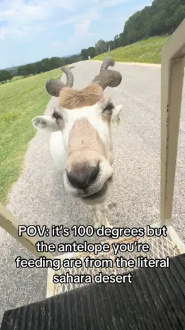 Almost all of the species housed at Fossil Rim come from parts of the world with similar weather to Texas! This helps ensure they can stay comfortable and healthy without the need for climate controlled enclosures #fossilrimwildlifecenter #addax #antelope #texas