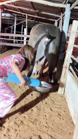 ดูด💩#น้องควายฉลาดแสนรู้ #viralvideo #DCRFarm #viral?videotiktok 
