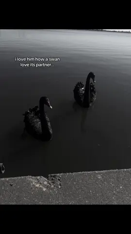 🦢.. #swans #Love #him #fyp #viral 