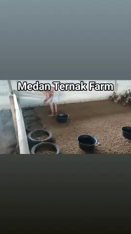 Aktivitas paling menyenangkan dan gak bikin bosan para peternak bebek/itik adalah mengumpulkan mutiara biru di pagi hari 😁 #MedanTernakFarm #TernakBebek #TernakItik #TernakEntok #DODBebek 