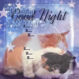 Sleep tight ☺️ #goodnight #cat 
