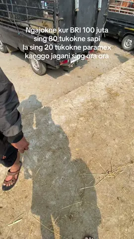 trus paramex e di ombe gae gedang ketrel an pisan🤣🤣#fyppagee #pageforyou #juraganmudafarm #p #fyp #sapisuper1ton #pedagangsapimadiun #pedgangsapimuda 