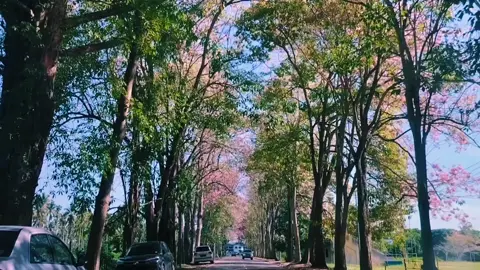 KOTA MARUDU Berbunga Sakura 🥰😍🌸 #fyp #Love #foryou #followme #sakura #kotamarudu #sabah 