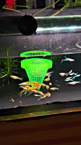 Dòng cá 7 màu mà mình thấy khoẻ mà lại sinh sản nhanh. Nhưng chỉ hợp với side view thôi nhé 🌿🐠 #ca7mau #thuysinhngoaitroi #thuysinhdongian #caguppy #xuhuong 