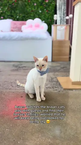 Azul didn’t ask to be abandoned behind a Big Lots in South LA… but that’s where his story began. Covered in dirt and barely old enough to fend for himself, he was scooped up by a kind foster — along with his foster brother, Aspen — and given a second chance. Now he spends his days lounging in the sunlight, batting at toys, and quietly waiting for someone to notice him. He’s not bonded, but he does need a feline friend in his forever home. Azul has already survived the worst part of his story — now all he needs is the happy ending. Come meet him, and maybe help rewrite the rest of his life 💙 #AdoptAzul #RescueCat #FromStreetToSweet #CatsofInstagram #CrumbsAndWhiskers #AdoptDontShop #KittenRescueLA #FosterFailPlease #ForeverHomeWanted #ShyCatsOfInstagram #LosAngelesCats #SaveThemAll #CatCafeLove #CatsOfTikTok #CatRescueStory