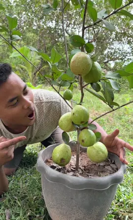 A new idea to graft guava trees with bananas to produce more fruit in a short time.#guava #grafting #Grow 