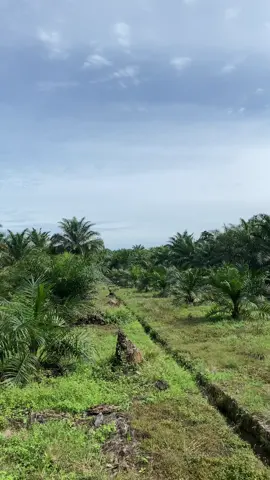 #petanisawitpemula🌴🌴 #foryoupage #sawitindonesia 