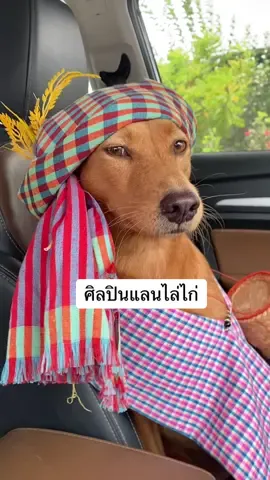 ศิลปินแลนไล่ไก่ #ไข่หวานหมาโพกหัว #ไข่หวานกะโซฮอลล์ #สวนสัตว์tiktok #หมาตลก #หมอลำ