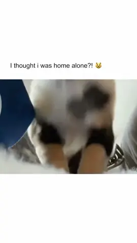 Cats home alone #cat #fyp #funny #cats #PetsOfTikTok 
