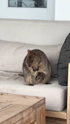 The only thing cuter than Australia’s cutest animal? Their babies. 🐾 #quokka #quokkababy