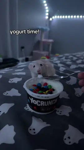 he loves yogurt (just the yogurt) #yogurt #fyp #foryou #cute #ratsoftiktok 