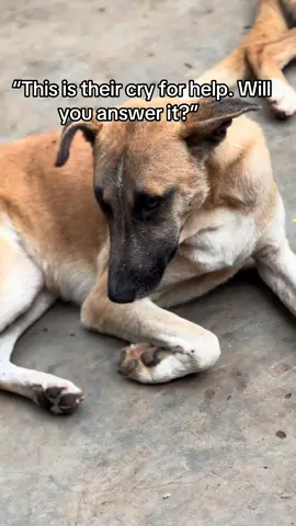 Kindly answer the call fly pressing all the buttons to help us have what to eat #jenuscaringshelter #dogsoftiktok #usa_tiktok #donatellaversace #chicago 
