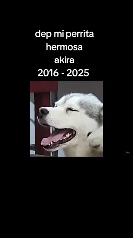 #akira #dep #missu #mascota