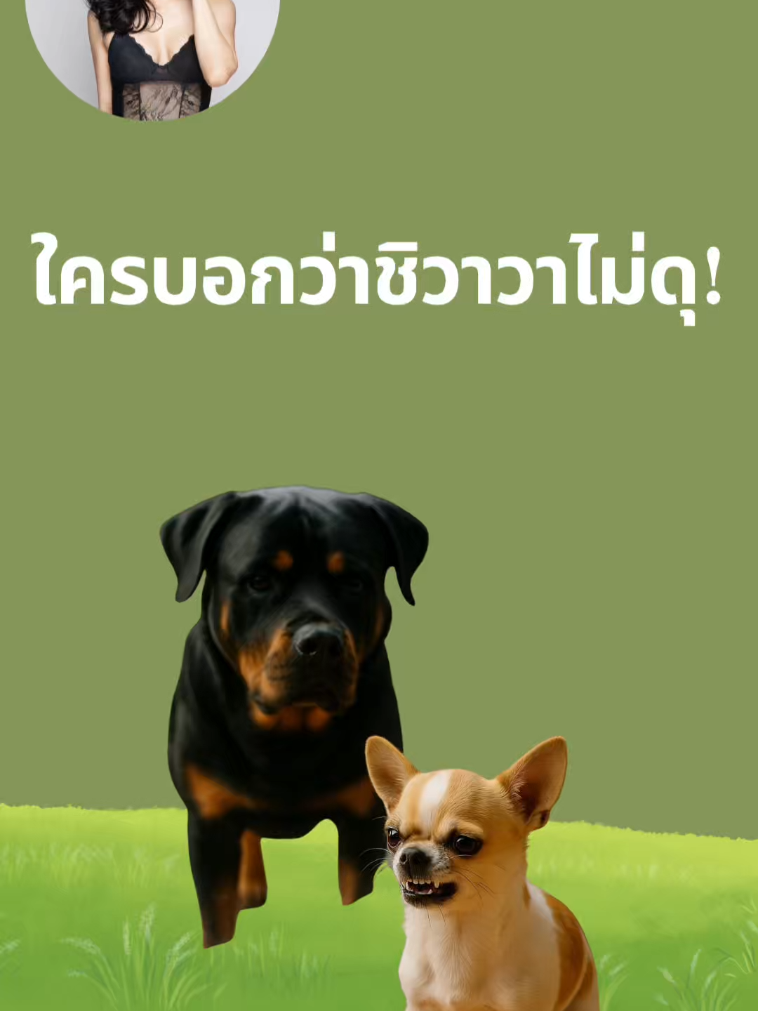 ใครว่า ชิวาวาไม่ดุ!#Chrissychiclup #สุนัข #ชิวาวา #รักสัตว์